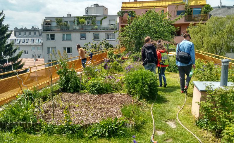 Urbaner Dachgarten